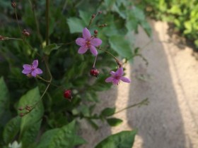 Opar gyöngyei - Floridai spenót  - Igazi saláta különlegességek az Egzotikus Növények Stúdiója kínálatából